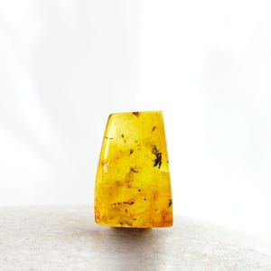 Amber with Insect, Fossil Insect Inclusion in Small Natural Baltic Amber Specimen, 16mm x 10mm x 4mm,Certificate of Authenticity is Included