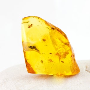 Amber with Insects,  Fossil Ant Insect Inclusion in Genuine Baltic Amber Specimen, 32mm x 27mm x 8mm,Certificate of Authenticity is Included