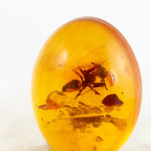 Amber Cabochon with Insect, Fossil Ant Insect Inclusion in Genuine Baltic Amber, 6mmx8mm, Certificate of Authenticity is Included