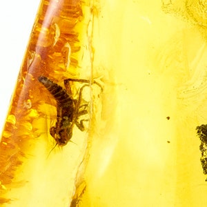 Baltic Amber with Insect, Fossil Leafhopper Nymph Cicadellidae Insect Inclusion, 17mm x 14mm x 4mm, Certificate of Authenticity is Included