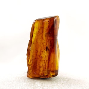 Amber with Insect, Fossil Caddis Fly Insect Inclusion in Natural Baltic Amber Specimen, 32mm x 18mm, Certificate of Authenticity is Included