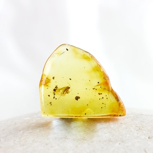 Amber with Insect, Fossil Insect Inclusion in Natural Baltic Amber Specimen, 18mm x 15mm x 3mm, Certificate of Authenticity is Included