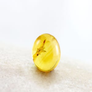 Amber Cabochon with Insect, Fossil Insect Inclusion in Genuine Baltic Amber Specimen, 6mmx8mm, Certificate of Authenticity is Included