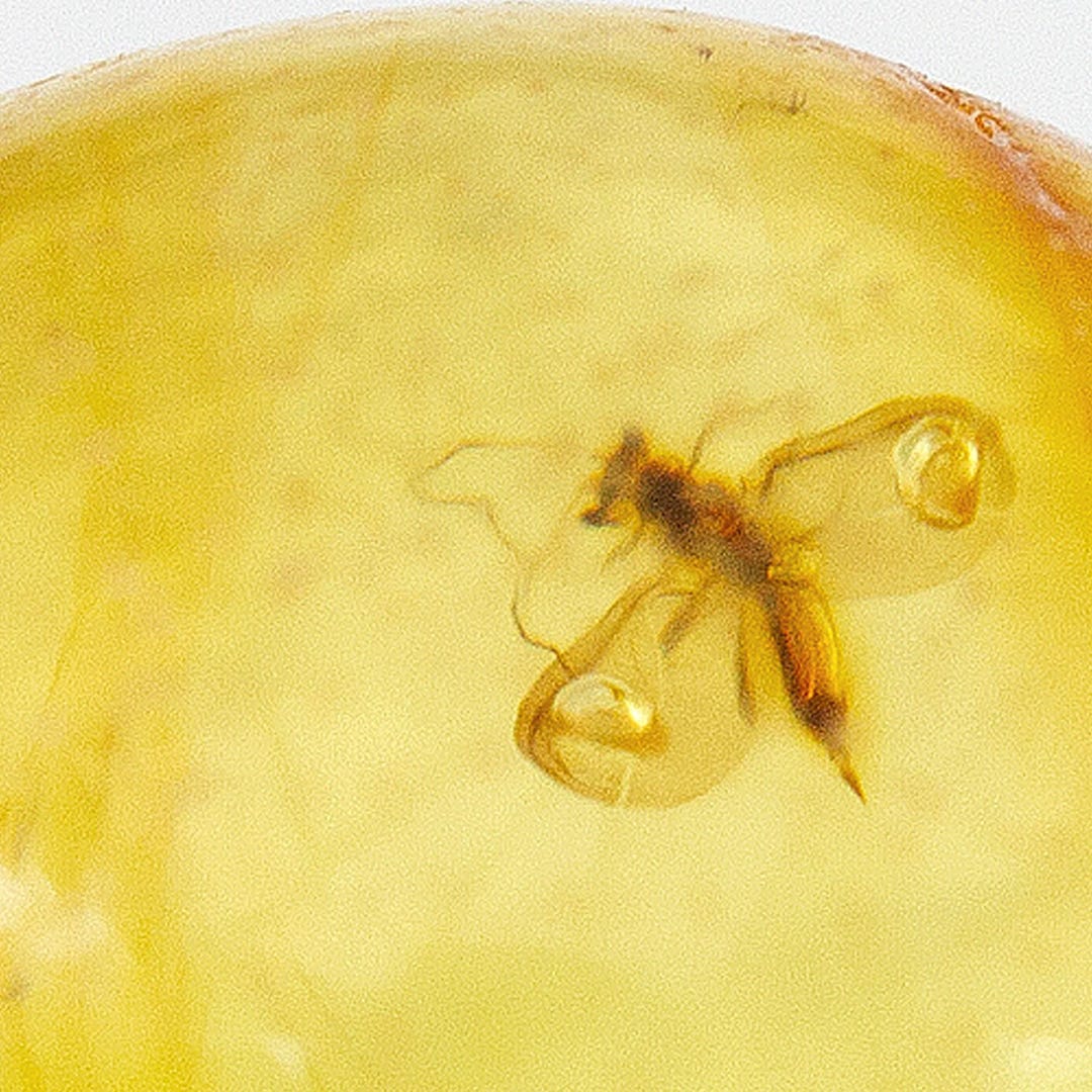 Amber With Rare Fossil Scale Insect, Winged Coccid Coccoidea in Genuine ...