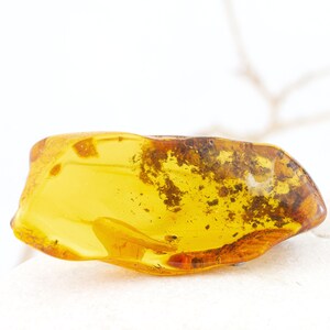 Amber with Insect, Fossil Insect and Flora Inclusions in Natural Baltic Amber, 57mm x 20mm x 9mm, Certificate of Authenticity is Included