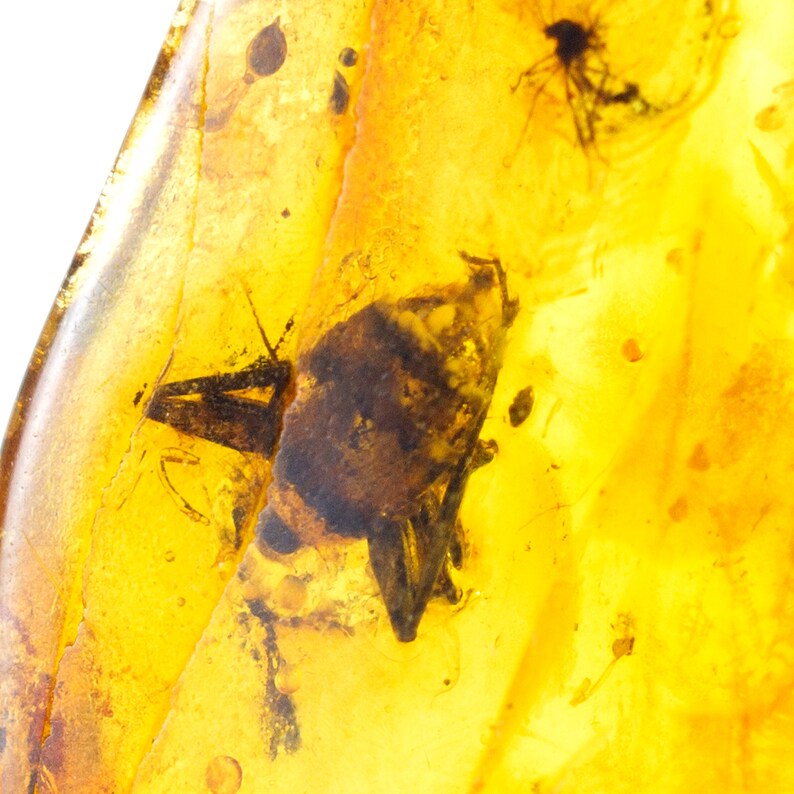 Amber With Insects, Rare Fossil Insect Inclusion in Genuine Baltic