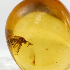 Amber with Insect, Fossil Diptera, (Family Sciaridae) in Genuine Baltic Amber Specimen, 9mm x 12mm, Certificate of Authenticity is Included