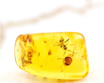 Amber met insecten, opname van fossiele miereninsecten in natuurlijk Baltisch barnsteenmonster