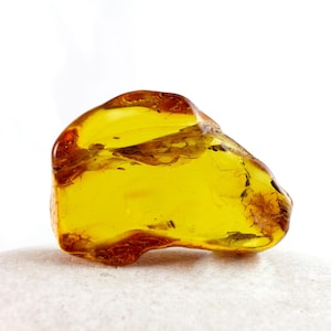 Amber with Insect, Fossil Insect Inclusion in Natural Baltic Amber Specimen, 33mm x 23mm x 10mm, Certificate of Authenticity is Included
