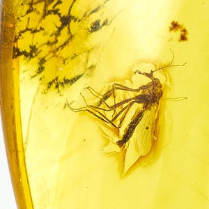 Amber with Insect, Fossil Insect Inclusion in Natural Baltic Amber Specimen, 40mmx27mm, Certificate of Authenticity is Included