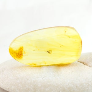 Amber with Insect, Fossil Insect Inclusion in Genuine Baltic Amber Specimen, 39mm x 20mm x 6mm, Certificate of Authenticity is Included