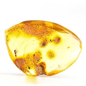 Insect in Baltic Amber, Natural Baltic Amber with Fossil Ant Insect Inclusion, 36mm x 26mm x 7mm, Certificate of Authenticity is Included