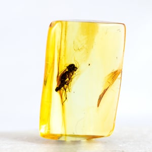 Insects in Baltic Amber, Natural Baltic Amber Small Specimen with Fossil Insects Inclusions, Certificate of Authenticity is Included