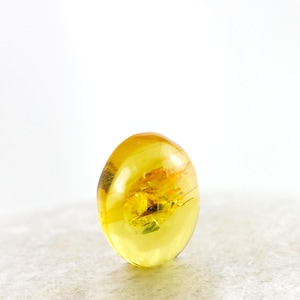 Amber Cabochon with Insect, Fossil Bug Insect Inclusion in Tiny Genuine Baltic Amber, 6mmx8mm, Certificate of Authenticity is Included