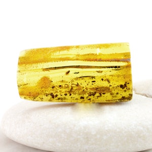 Amber with Insect, Fossil Insect and Flora Inclusions in Genuine Baltic Amber, 40mm x 20mm x 7mm, Certificate of Authenticity is Included