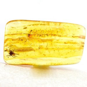 Spider in Baltic Amber, Natural Baltic Amber with Fossil Spider Insect Inclusion, 35mm x 20mm x 6mm, Certificate of Authenticity is Included