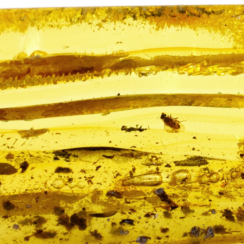 Amber With Insect, Fossil Insect and Flora Inclusions in Genuine Baltic
