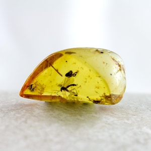 Amber with Insects, Fossil Insects Inclusions in Small Natural Baltic Amber Specimen, 16mm x 8mm, Certificate of Authenticity is Included