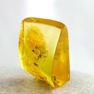 Amber with Insect, Fossil Spider Insect Inclusion in Natural Baltic Amber Specimen, Certificate of Authenticity is Included
