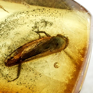 Amber with Insect, Cockroach Blattaria Fossil Insect Inclusion in Baltic Amber, 37mm x 14mm x 10mm,Certificate of Authenticity is Included