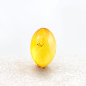 Amber Cabochon with Insect, Fossil Insect Inclusion in Genuine Baltic Amber Specimen, 8mm x 12mm, Certificate of Authenticity is Included