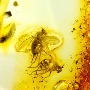 Amber with Insects, Fossil Long Legged Flies (Dolichopodidae) Inclusions in Baltic Amber Specimen, Certificate of Authenticity is Included