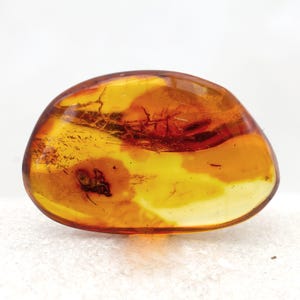Amber with Insects, Fossil Spider Araneae Inclusion in Baltic Amber, Certificate of Authenticity is Included