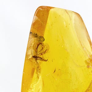 Amber with Insect, Fossil Insect Inclusion in Genuine Baltic Amber Specimen, 12mm x 25mm, Certificate of Authenticity is Included
