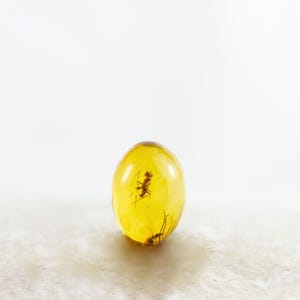 Amber Cabochon with Insects, Fossil Insects Inclusions in Tiny Genuine Baltic Amber, 5mmx7mm, Certificate of Authenticity is Included