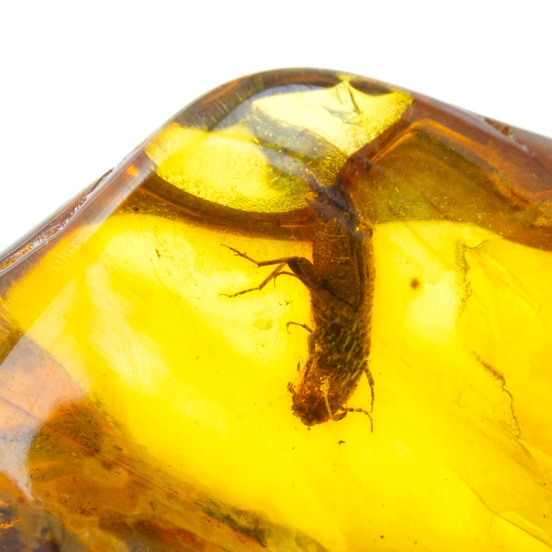 Amber With Insect, Rare Fossil Insect Inclusion in Big Genuine Baltic