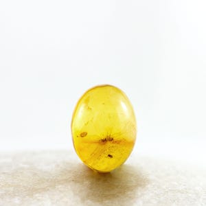 Amber Cabochon with Insects, Fossil Insects Inclusions in Genuine Baltic Amber Specimen, 6mmx8mm, Certificate of Authenticity is Included