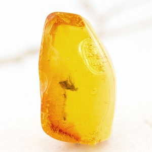 Amber with Insect, Fossil Fly Insect Inclusion in Natural Baltic Amber Specimen, Certificate of Authenticity is Included