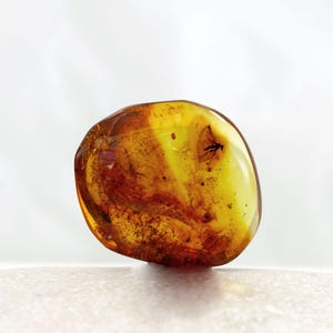 Amber with Insects, Fossil Insects Inclusions in Natural Baltic Amber Specimen, 26mm x 23mm, Certificate of Authenticity is Included