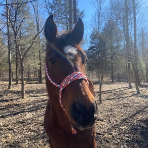 Peut inclure: Un cheval brun avec une étoile blanche sur le front porte un licol en corde tressée rose, blanc et bleu. Le cheval se tient dans une zone boisée avec des arbres nus et des feuilles brunes au sol.
