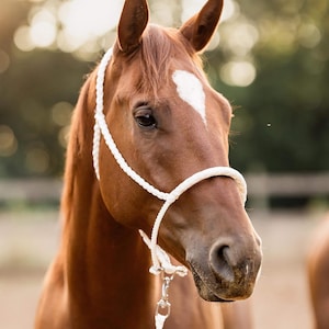 Mystery Mule-Tejp Grimma & Kopple