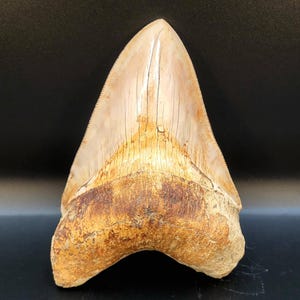 Lower Jaw 5.71 inch Megalodon Tooth Indonesia