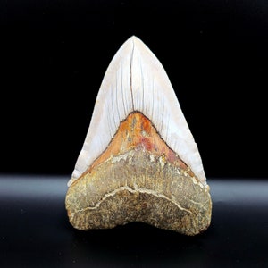 May include: A large, fossilized shark tooth with a triangular shape. The tooth features a white enamel crown with vertical striations, transitioning to a brown and tan root. The fossil is set against a black background.