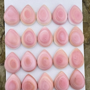 Queen Conch 15 x 20 mm kalibrierte Tropfen Cabochons, Paket mit 2 Cabochons