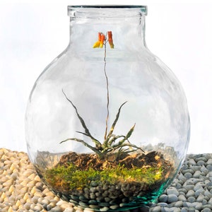 2.1 Gallon Sphere Glass Jar Made of 100% Recycled | Farmhouse Décor for Living Room | Tabletop Display for Plant Lovers