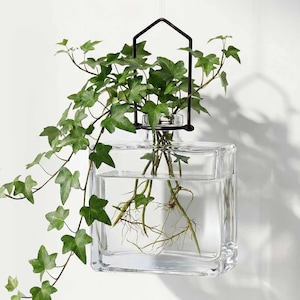 May include: A clear, square glass vase with a black metal hanger, filled with water and green ivy. The ivy's roots are visible in the water, and the leaves cascade down the sides. A modern, minimalist design for home decor.