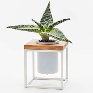 Coastal Pablo Cube with White Metal Stand