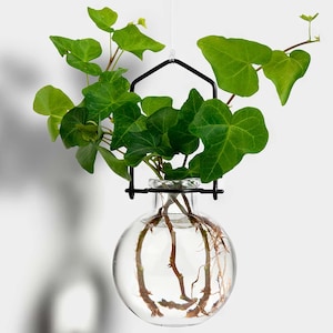 May include: A clear, round glass vase with a black metal hanger, suspended by a thin wire. The vase holds water and the roots of a green plant. Lush green leaves extend from the top of the vase.