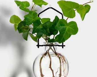 May include: A spherical glass vase with a black metal frame, hanging from a wire. The vase contains water and the roots of a green plant. Green leaves sprout from the top of the vase.