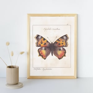 Butterfly illustration, butterfly print, butterfly, nature study, gift idea, watercolor painting, butterfly print, butterfly picture
