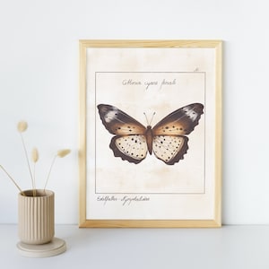 Butterfly illustration, butterfly print, butterfly, nature study, gift idea, watercolor painting, butterfly print, butterfly picture