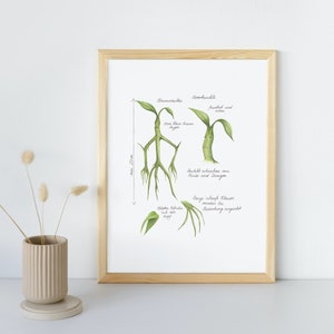 Tree Guardian, Magical Wildlife, Magic Print, Illustration, Potterhead, Fanart, Herbology, Wizard School, Wizard, Witchcraft, Wildlife,