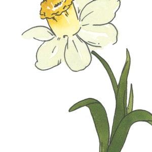 Jonquil akvarellkonst, marsfödelseblomma, vit påskliljamålning, påskliljablommatryck, födelsemånadspresent, digital nedladdning bild 2