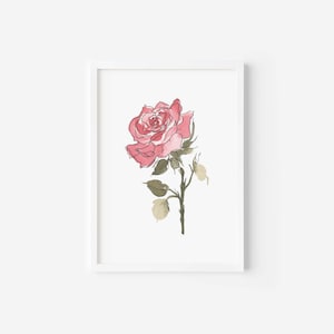 May include: A framed illustration of a single pink rose with green leaves and stems on a white background.