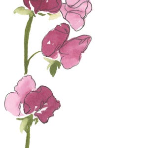 Sweet Pea Watercolor Art, April Birth Flower Print, Pink Sweet Pea Painting, Birth Month Gift, Digital Download image 2
