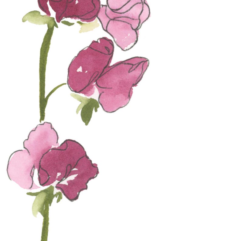 Sweet Pea Watercolor Art, April Birth Flower Print, Pink Sweet Pea Painting, Birth Month Gift, Digital Download image 2